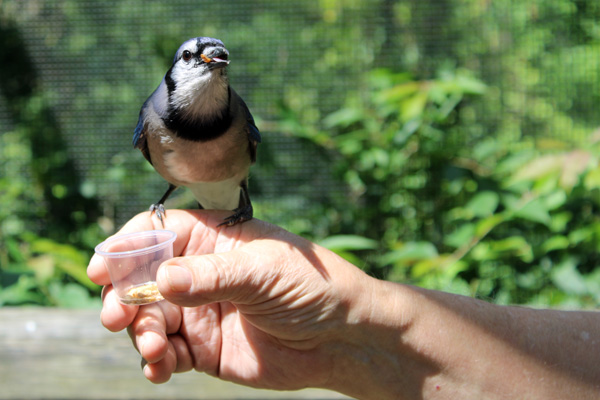 Blue Jay on Lee Duquette's han