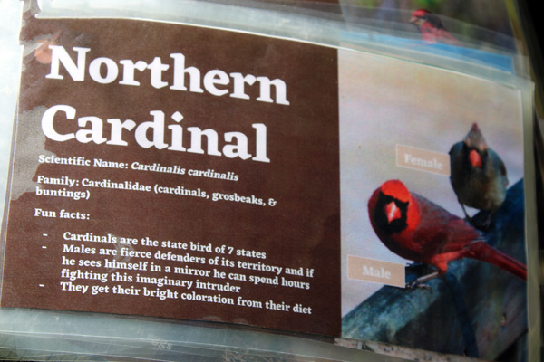 Northern Cardinal sign