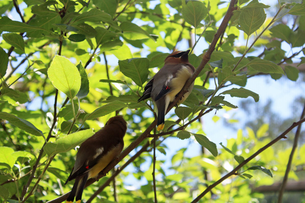 Northern Cardinals