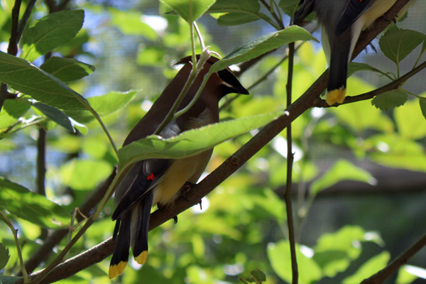 Northern Cardinal