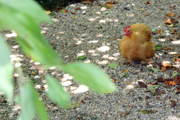 rooster on the ground