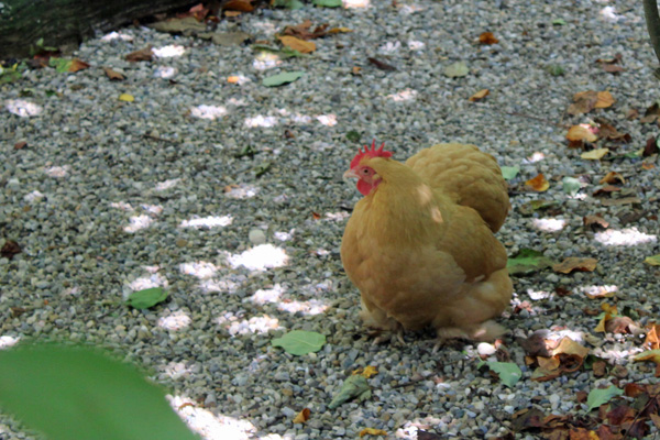 rooster on the ground