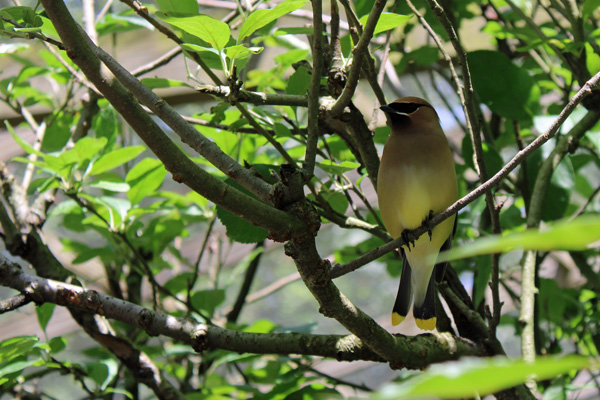 bird in the tree