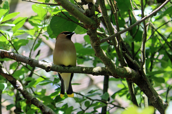 bird in the tree