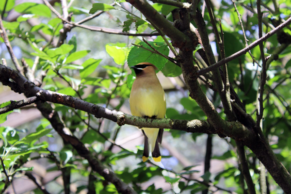 bird in the tree