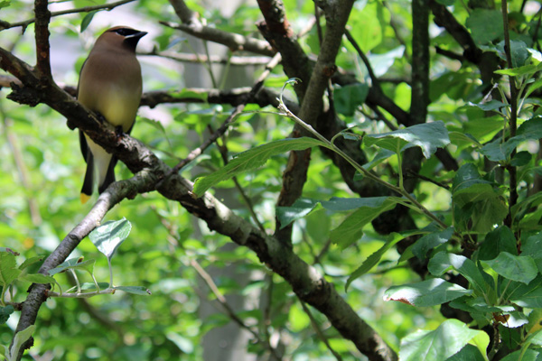 bird in the tree