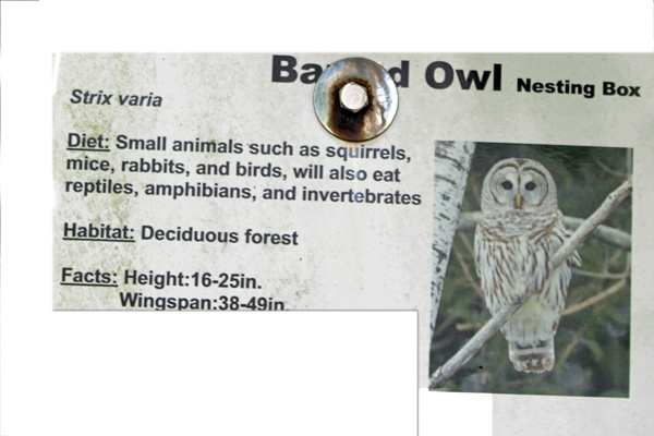 Barred owl information