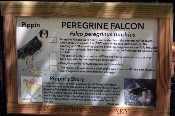 sign about Pippin the Peregrine Falcon