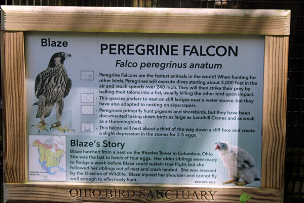 sign about Blaze the Peregrine Falcon