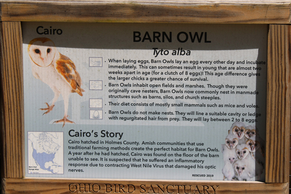 Barn Owl sign and Cairo's story