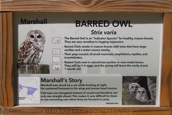 sign about Marshall the Barred Owl