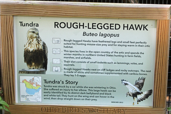 sign about tundra the Rough-Leegged Hawk