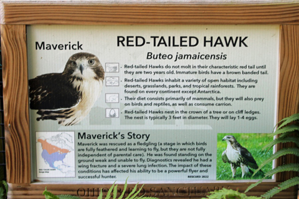 sign about Maverick the Red-tailed Hawk