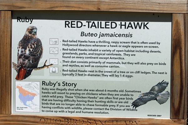 sign about Ruby the Red-tailed Haw