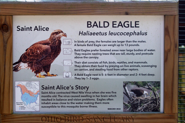 Bald Eagle sign and information