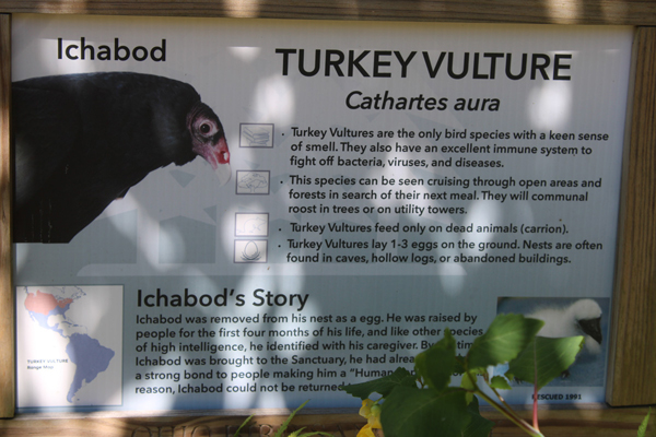 sign about Icabod the Turkey Vulture