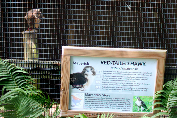 Maverick the Red-tailed Haw