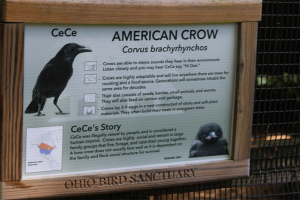 American Crow sign and information