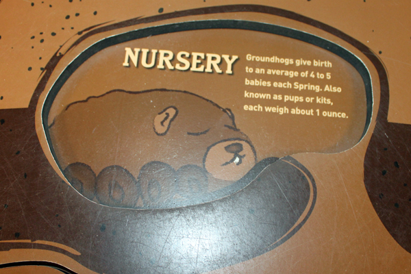 Groundhog nursery