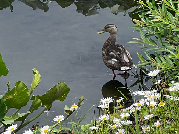 duck and flowers