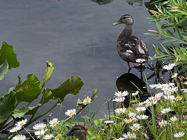 duck and flowers