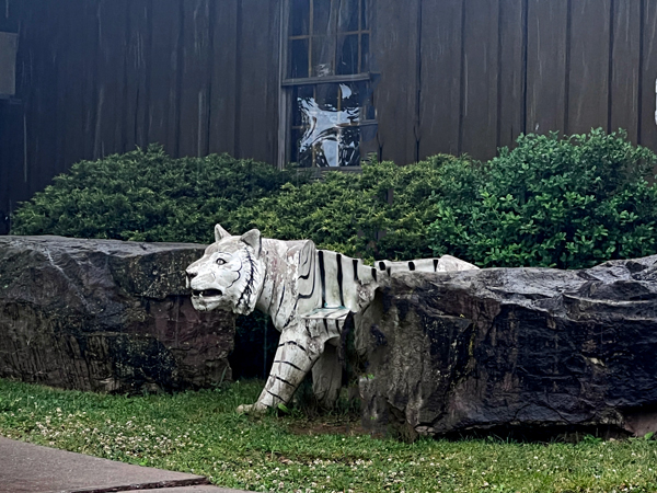 a white tiger