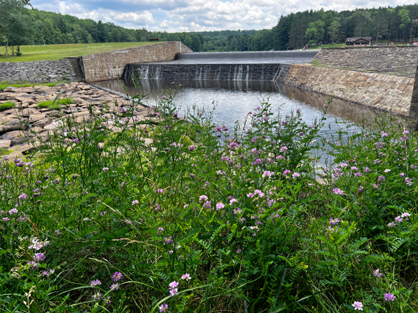 Parker Dam and flowers