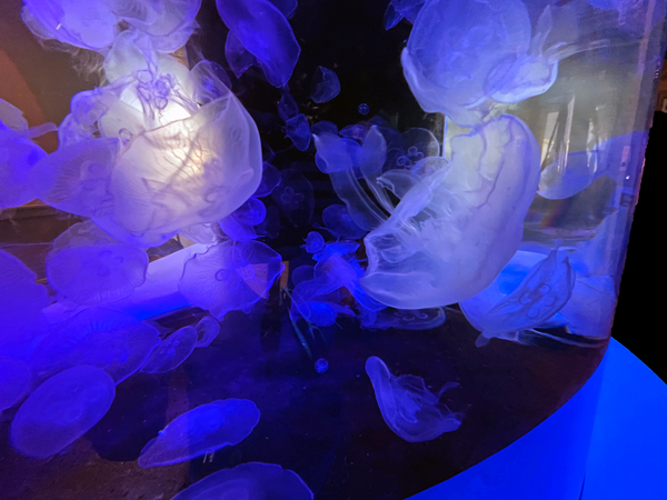 jellyfish