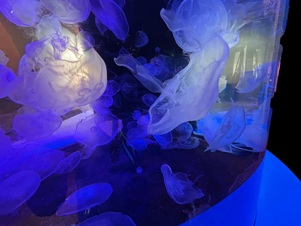 jellyfish