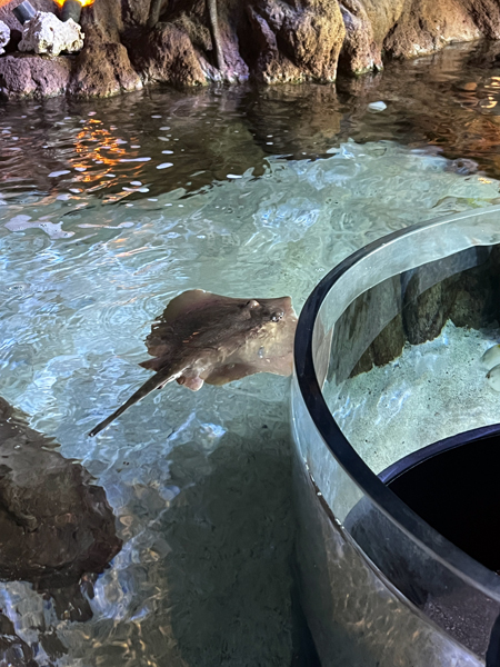 horseshow stingray