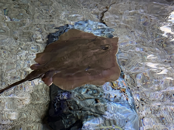 horseshow stingray