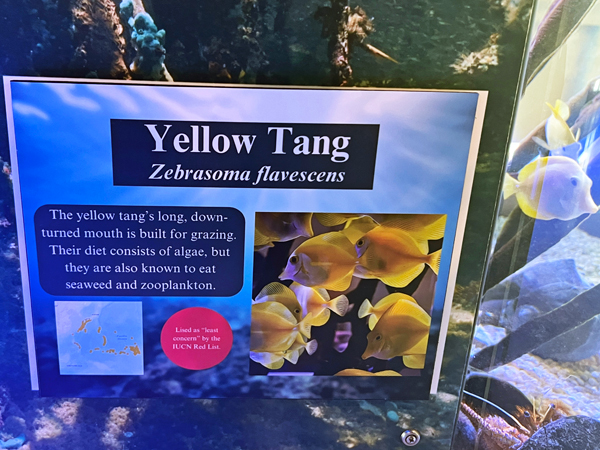 Yellow Tang fish sing