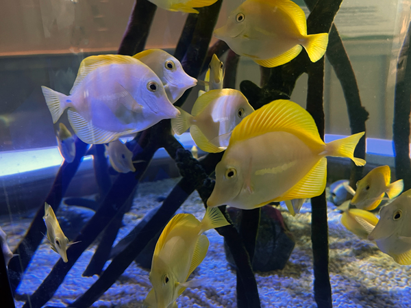 Yellow Tang fish