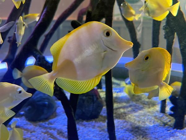 Yellow Tang fish