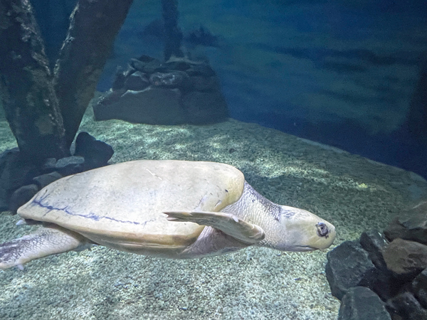 sea turtle