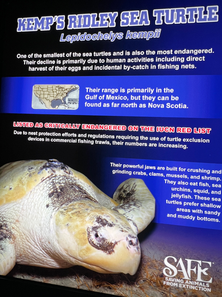 SEA TIURTLE sign