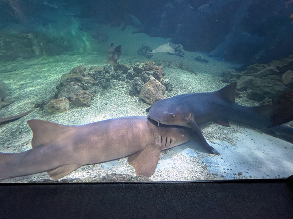 Suckermouth Catfish