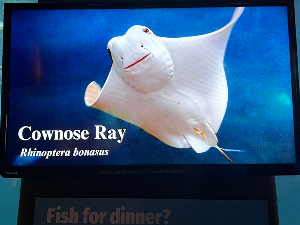 cownose Stingray