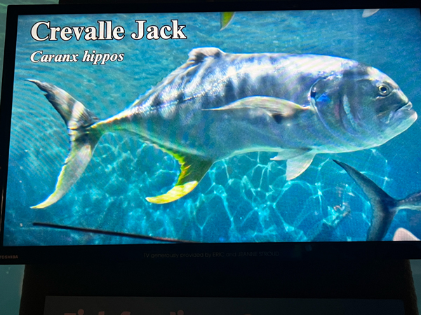 Cravells Jack fish