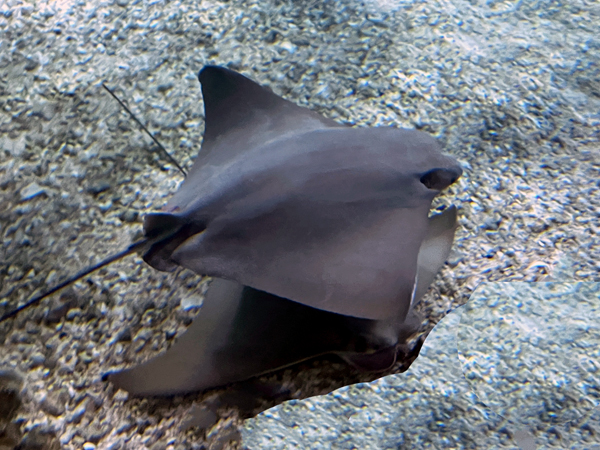 horseshow stingray