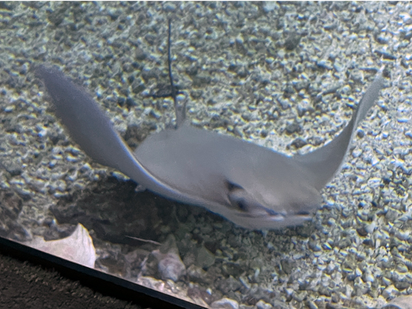 horseshow stingray