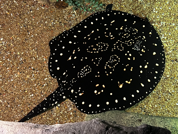 Xingu River Ray