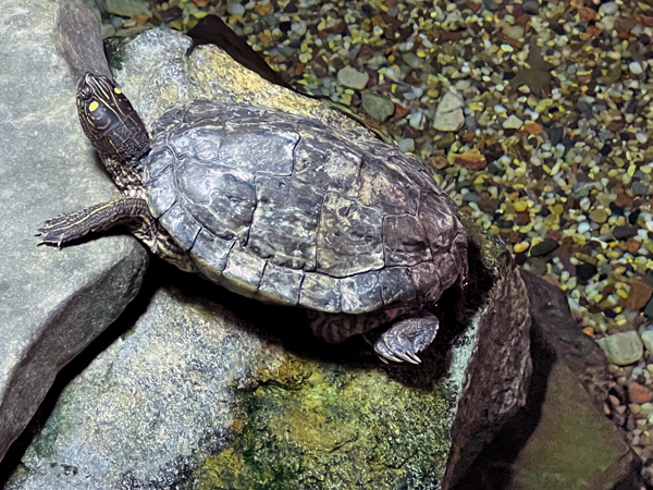 painted turtle