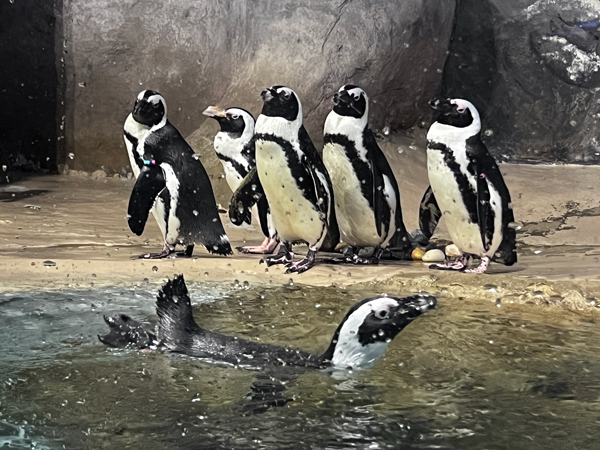 African Penguins 