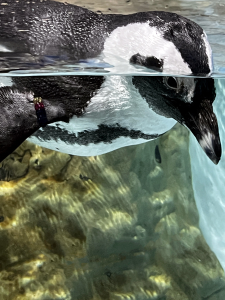 African Penguin