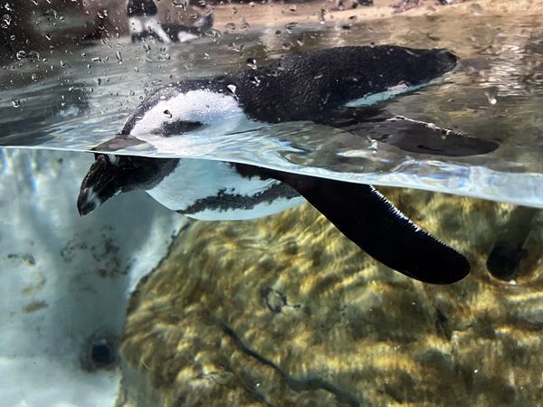 African Penguin