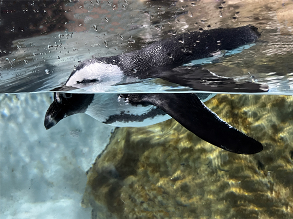 African Penguin