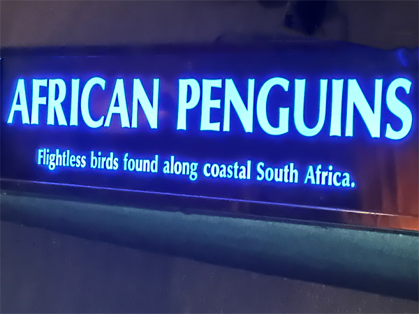 African Penguins sign