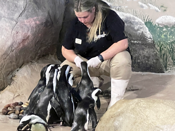 African Penguins