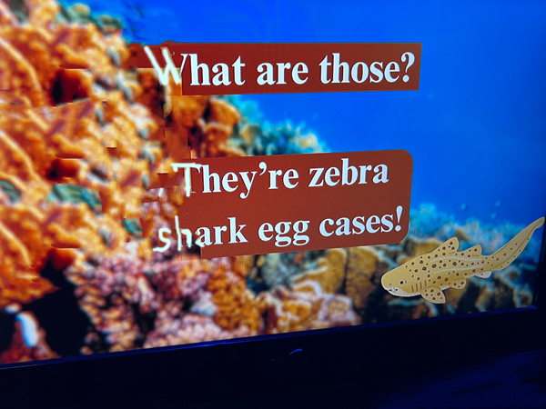 zebra shark egg caces